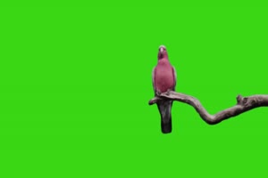 鹦鹉绿幕视频素材 动物绿幕 剪映特效素材 特效手机特效图片