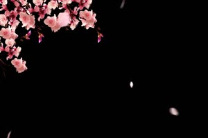 飘落的花瓣5 树叶花 黑幕背景抠像视频 广场舞手机特效图片