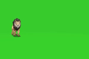 狮子 绿屏动物 特效视频 抠像视频 巧影ae素材手机特效图片