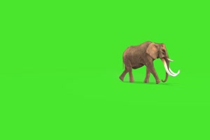 大象1 绿屏动物 特效视频 抠像视频 巧影ae素材手机特效图片