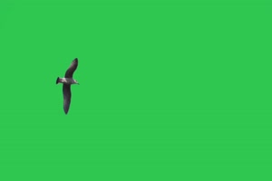 4K 鸟4 飞鸟绿幕视频 真实鸟类绿屏素材手机特效图片