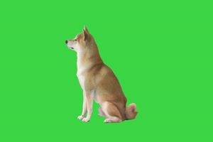 4K 柴犬8 狗狗绿幕视频 绿幕素材手机特效图片