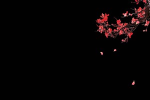 42鲜花 花朵 黑幕视频 抠像视频素材 巧影剪映 手机特效图片