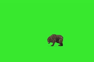 狗熊 绿屏动物 特效视频 抠像视频 巧影ae素材手机特效图片