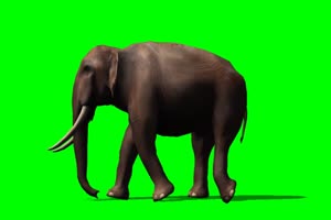 大象 行走 6 绿背景 绿屏抠像素材 巧影特效素材手机特效图片