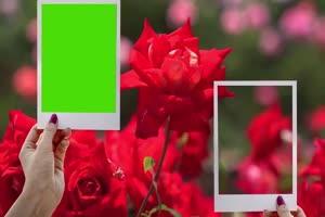 免费4K 婚礼 蝴蝶 边框 花海2 绿幕相框 爱情视频手机特效图片
