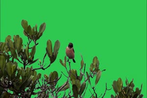 绿幕鸟儿绿幕 鸟类绿幕视频素材16 绿布视频 抠像手机特效图片