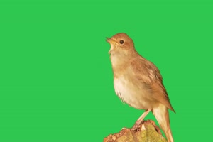 4K 唱歌鸟3 飞鸟绿幕视频 真实鸟类绿屏素材手机特效图片