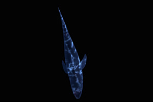 4K带通道 鲨鱼 无缝循环绿布和绿幕视频抠像素材