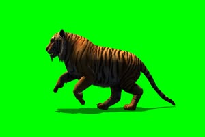 老虎 走路 奔跑 3 动物 绿屏抠像 特效素材手机特效图片