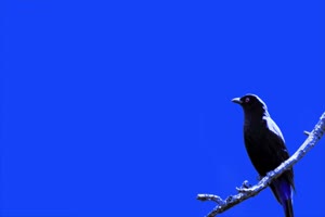 小鸟唱歌~1绿幕视频素材 动物绿幕 剪映特效素材手机特效图片
