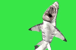 凶猛的鲨鱼 绿幕视频 绿幕素材 抠像视频 特效素手机特效图片