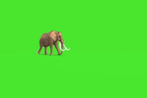 大象22 绿幕视频 绿幕素材 抠像视频 特效素材手机特效图片