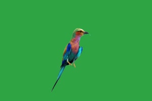 漂亮小鸟绿幕视频素材 动物绿幕 剪映特效素材手机特效图片