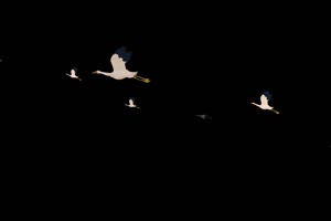 一群仙鹤 白鹭 天鹅 飞鸟 黑幕抠像视频素材 @特手机特效图片