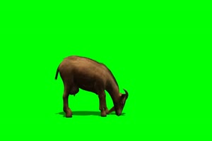 山羊 1 绿背景 绿屏抠像素