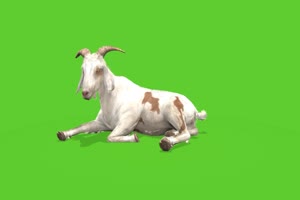 山羊 羚羊绿幕 绿幕视频 绿幕素材 抠像视频 特效手机特效图片
