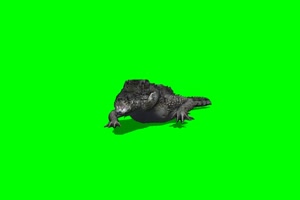 鳄鱼 1 绿屏抠像 特效素材绿布和绿幕视频抠像素材
