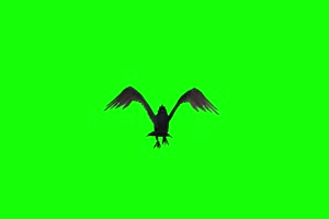 乌鸦麻雀飞鸟背面 绿幕视频素材 抠像视频 特效手机特效图片