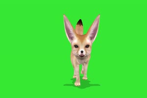 小狐狸 绿屏动物 特效视频 抠像视频 巧影ae素材手机特效图片