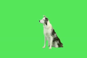 狗 狗狗 动物 绿屏抠像素材 16 免费下载手机特效图片