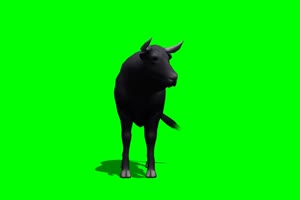 公牛 黑牛 3 绿屏抠像 特效素材 免费下载手机特效图片