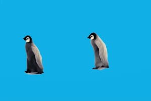 免费企鹅 绿幕视频 抠像视频下载手机特效图片