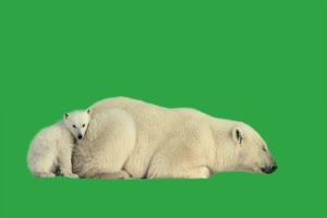 北极熊 绿幕视频 抠像视频下载手机特效图片