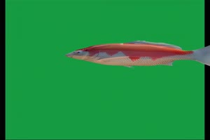 金鱼 3锦鲤 小鱼 特效 绿幕黑幕视频素材手机特效图片