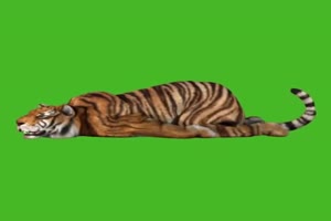 老虎 睡觉 坐着 2 动物 绿屏抠像 特效素材手机特效图片