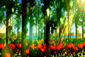 唯美森林 梦幻森林 仙境 背景视频下载2手机特效图片