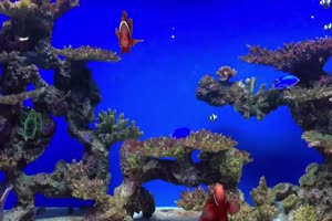 水族馆鱼群 鱼儿海洋生物 绿幕绿屏 特效视频 抠手机特效图片