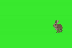 跳动的兔子 绿屏动物 特效视频 抠像视频 巧影手机特效图片