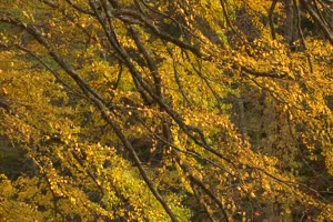 秋风落叶落木秋景唯美森林秋季视频素材004手机特效图片