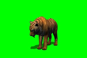 老虎 吃东西 动物 绿屏抠像 特效素材手机特效图片