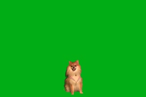 狗 狗狗 动物 绿屏抠像素材 22 _免费下载手机特效图片
