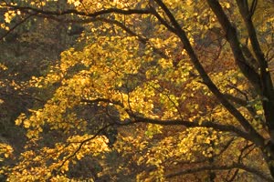 秋风落叶落木秋景唯美森林秋季视频素材007手机特效图片