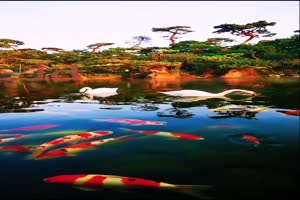 手机专用 锦鲤 唯美鱼塘 池塘 美景视频素材25手机特效图片