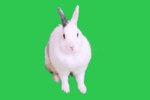真实兔子 小白3 绿幕视频 抠像视频下载手机特效图片