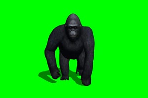金刚 大猩猩 黑猩猩 1 绿背景 绿屏抠像素材 巧影手机特效图片