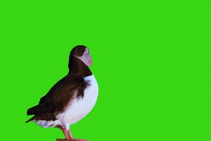 大西洋海雀鸟绿幕视频素材 动物绿幕 剪映特效素手机特效图片
