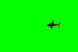 鲨鱼 游来游去 1绿屏素材