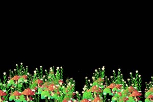 鲜花相框 花草素材 花瓣落叶 53 抠像素材 巧影素手机特效图片