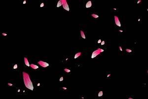 飘落的花瓣3 树叶花 黑幕背景抠像视频 广场舞手机特效图片