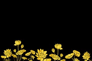 黄色的荷花荷叶 莲花 抠像素材 巧影素材 AE抠像手机特效图片