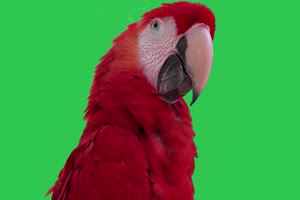 1 鹦鹉 4k 绿幕素材 绿幕视频下载手机特效图片