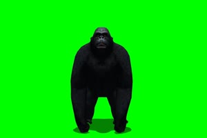 金刚 大猩猩 黑猩猩 4 绿背景 绿屏抠像素材 巧影手机特效图片