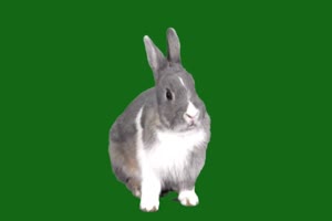 小白兔 兔子 动物 Rabbit 绿屏抠像素材 巧影AE特效手机特效图片