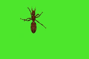 蚂蚁 2 绿屏动物 特效视频 抠像视频 巧影ae素材手机特效图片