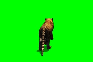 老虎 走路 奔跑 6 动物 绿屏抠像 特效素材手机特效图片